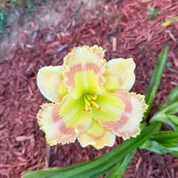 Roseate Stained Glass thumbnail
