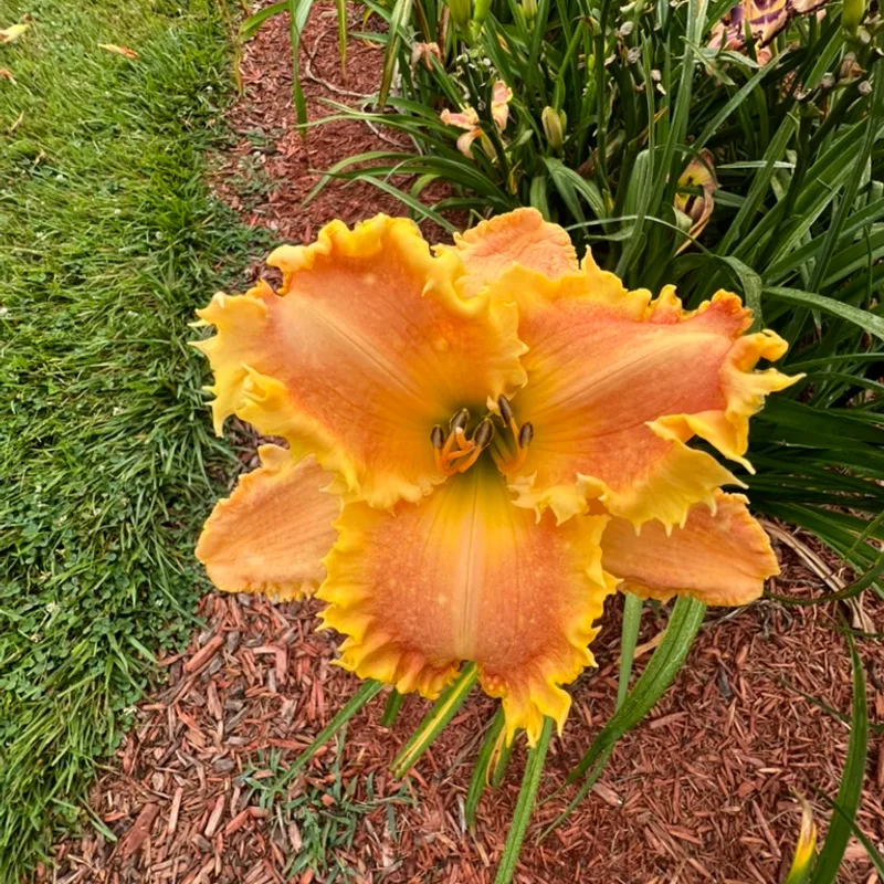Bass Gibson from Graceful Petals Daylilies