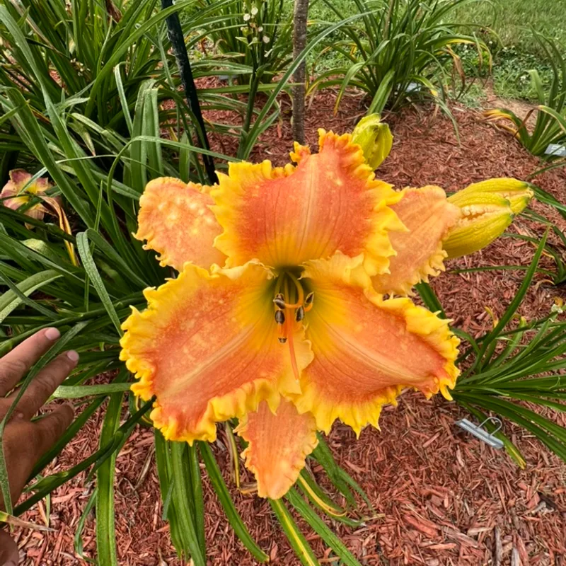 Bass Gibson from Graceful Petals Daylilies