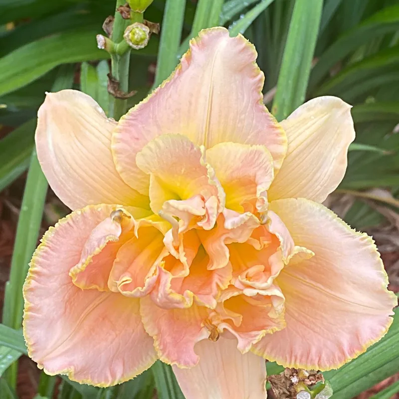 Victorian Times from Graceful Petals Daylilies