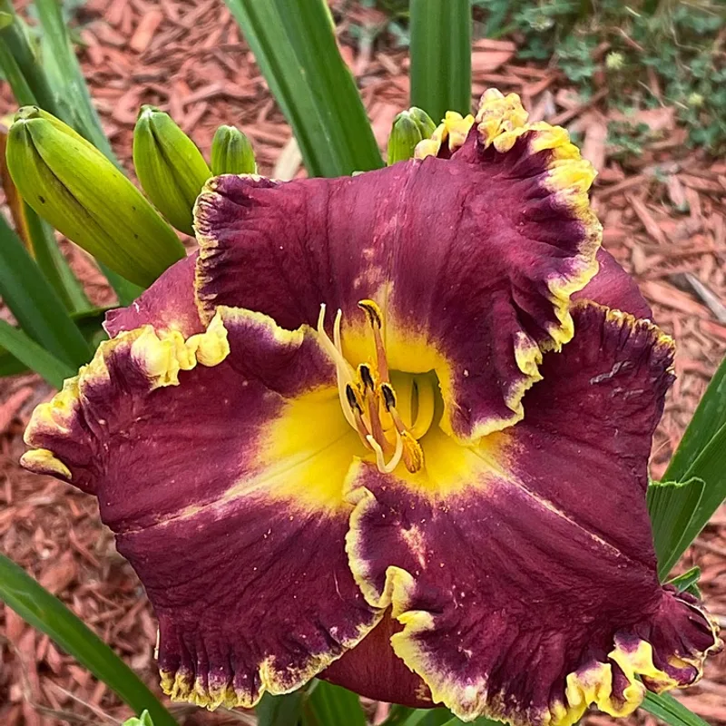 Romeo Prince from Graceful Petals Daylilies