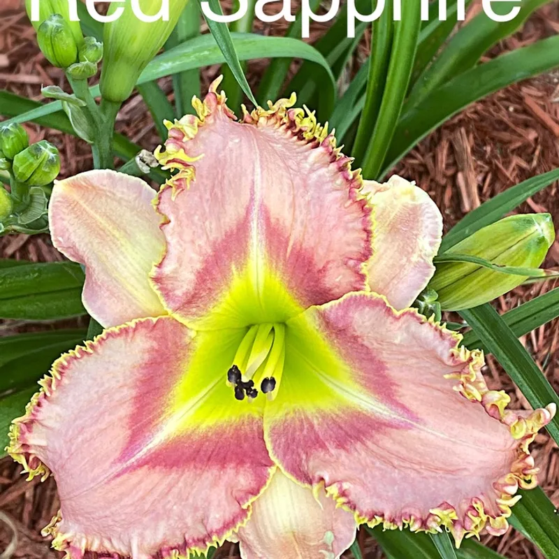 Red Sapphire from Graceful Petals Daylilies