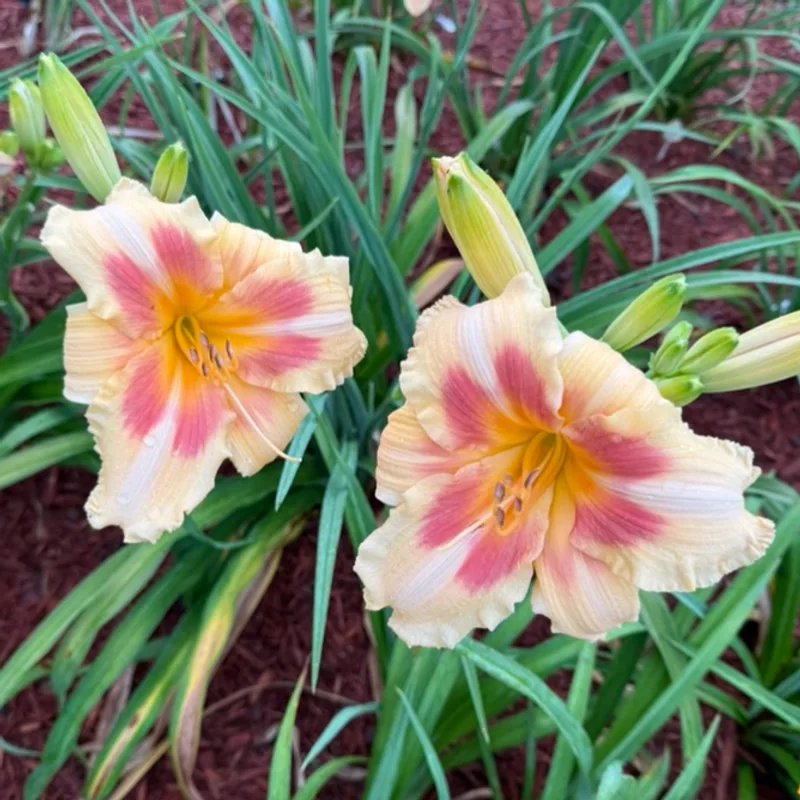 Femme De Joie  from Graceful Petals Daylilies