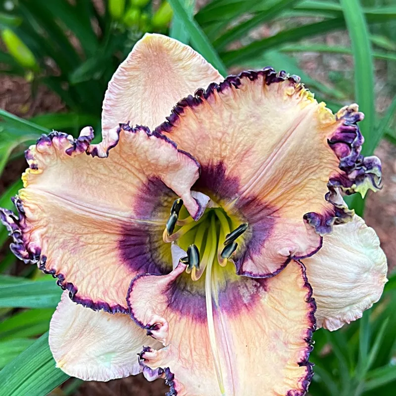 Mystical Style from Graceful Petals Daylilies