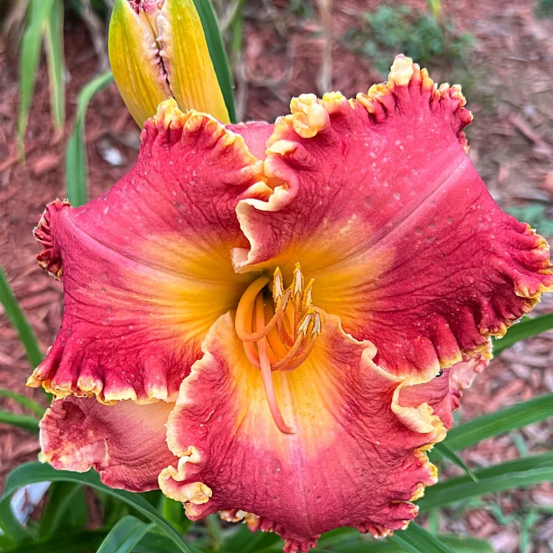 Rose Heat daylily bloom