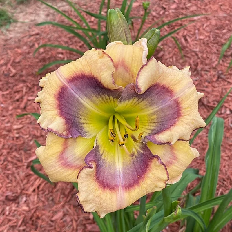 Butterfly Shores from Graceful Petals Daylilies