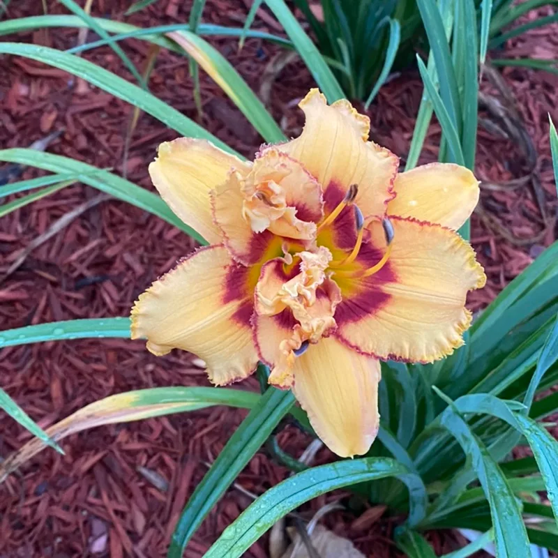 Two Part Harmony from Graceful Petals Daylilies