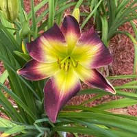 Laura Harwood catalog image