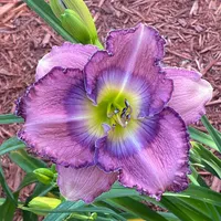 Palace Garden Beauty thumbnail