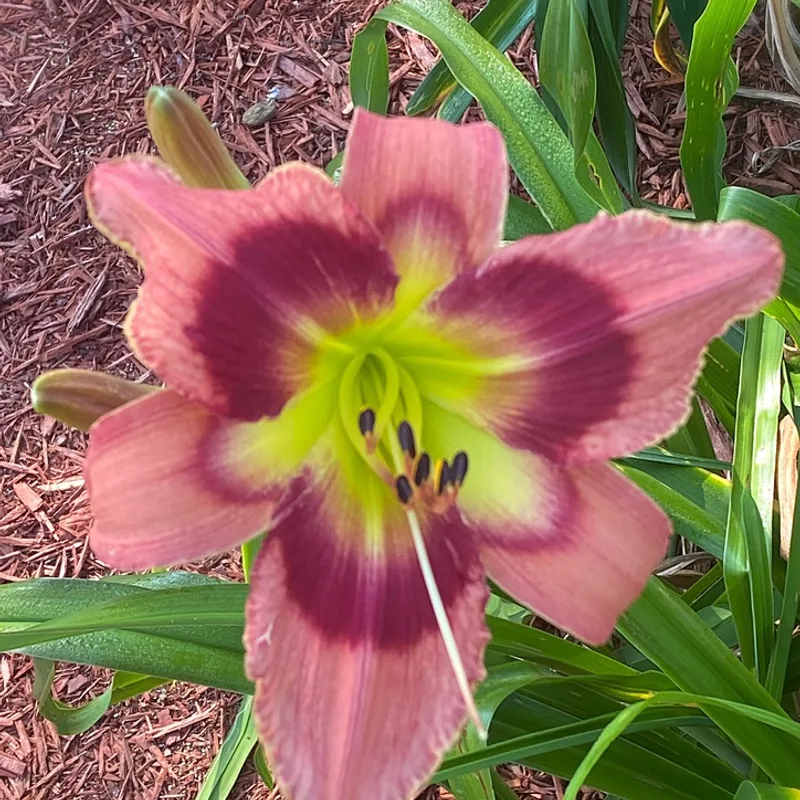 Carnival in Mexico from Graceful Petals Daylilies