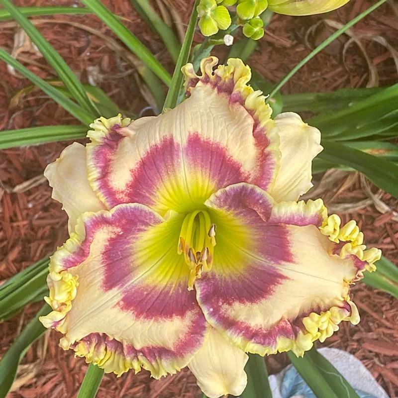 Pot of Gold daylily bloom