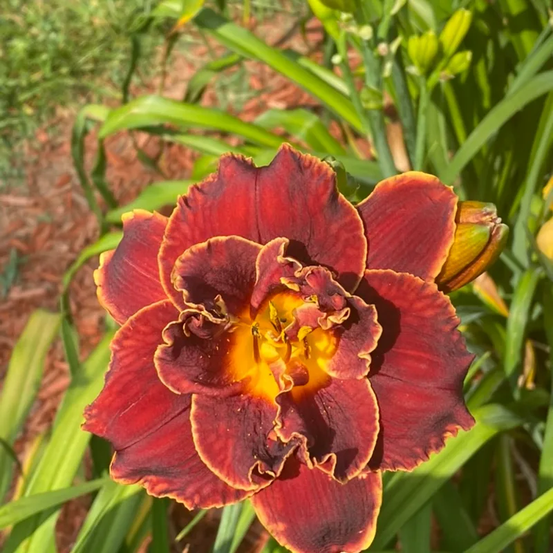 Night Embers from Graceful Petals Daylilies