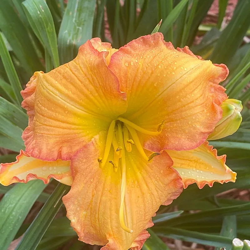 Impulsive from Graceful Petals Daylilies