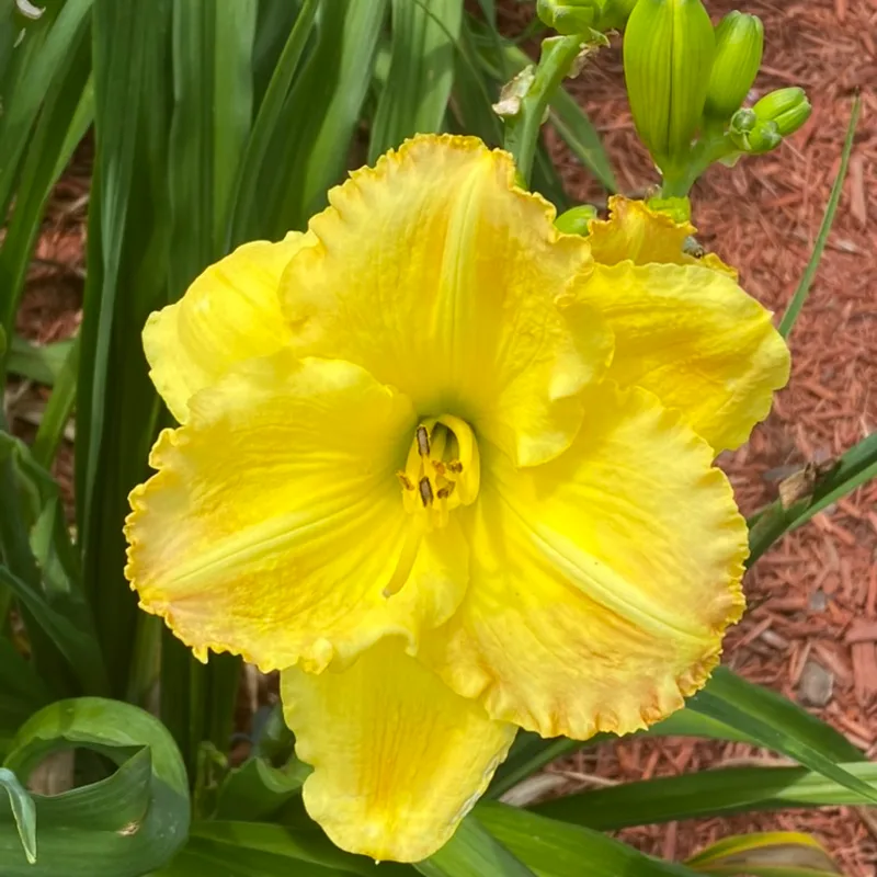 Smuggler's Gold from Graceful Petals Daylilies