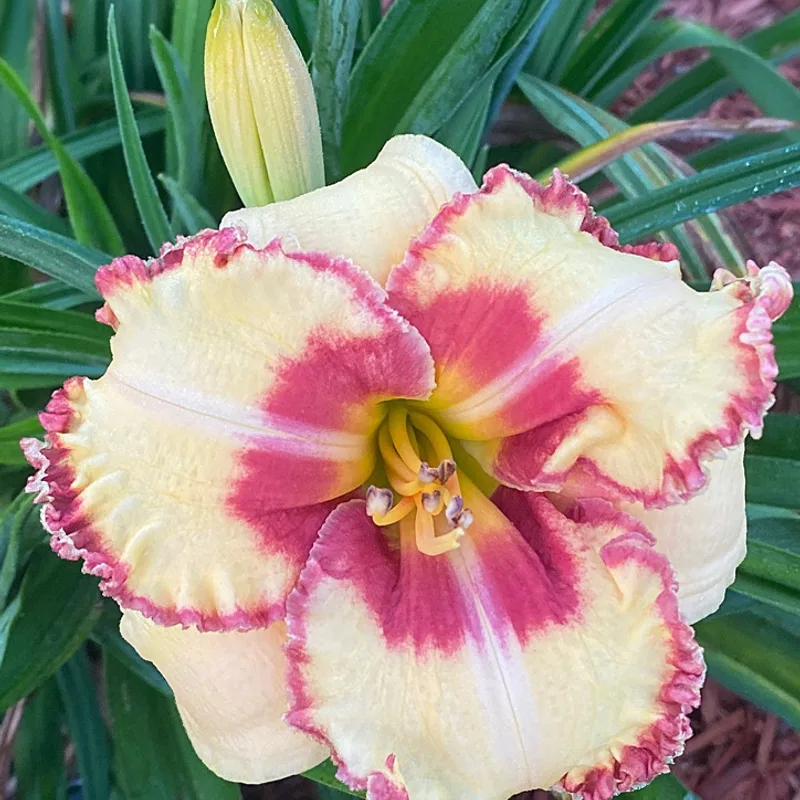 Hillbilly Heart daylily bloom