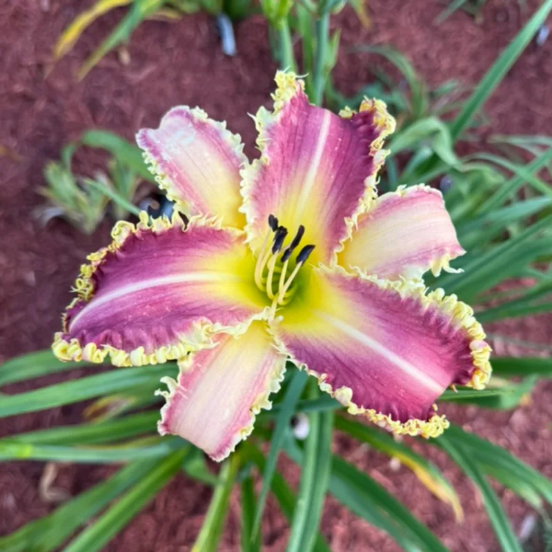 Vampire Fish from Graceful Petals Daylilies