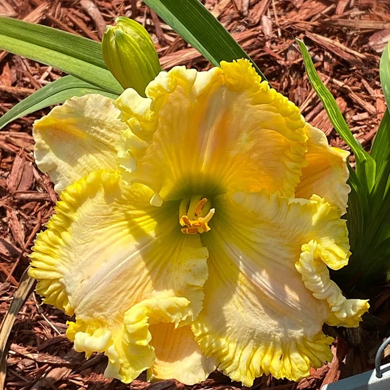 Whisper of Summer daylily bloom