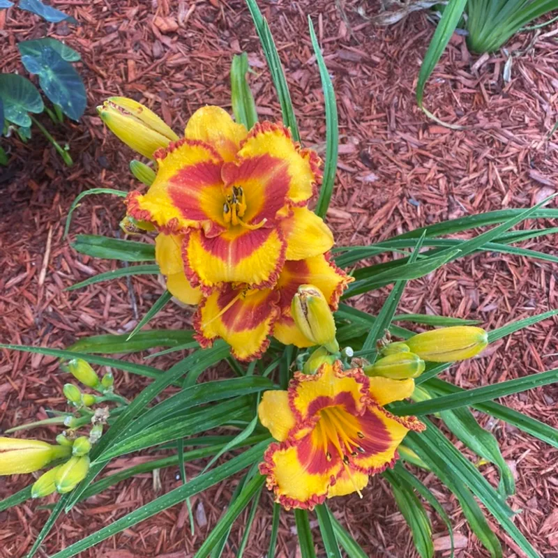 Small World Fire in the Hole from Graceful Petals Daylilies