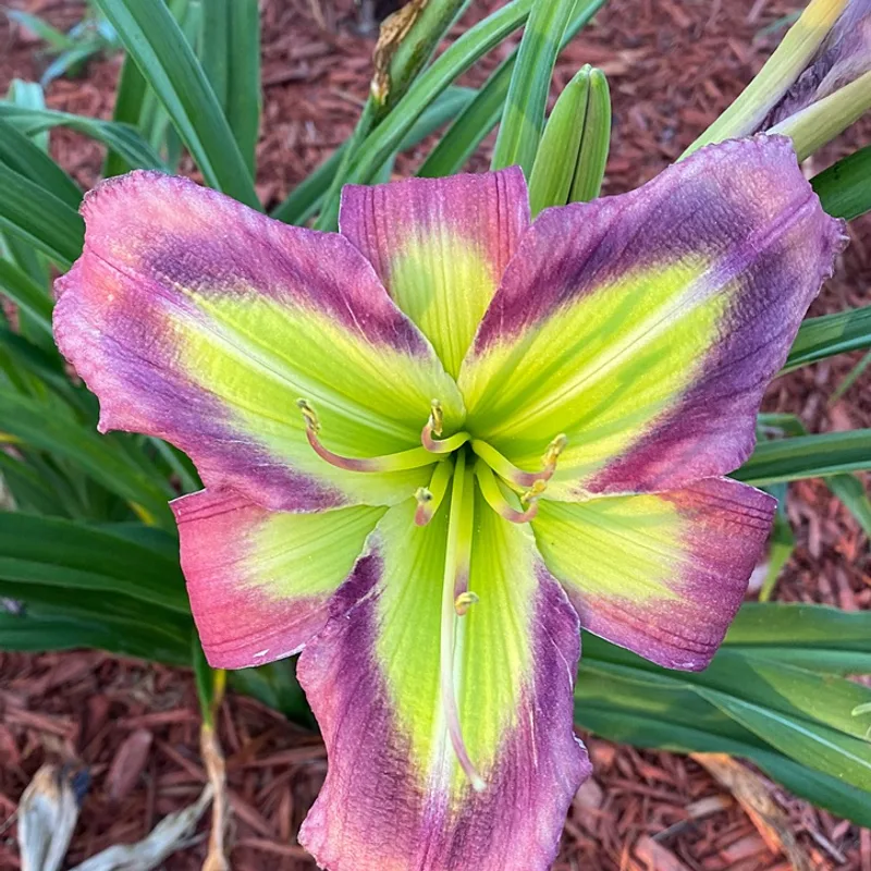 Galactic Green from Graceful Petals Daylilies