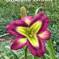 Galactic Green thumbnail