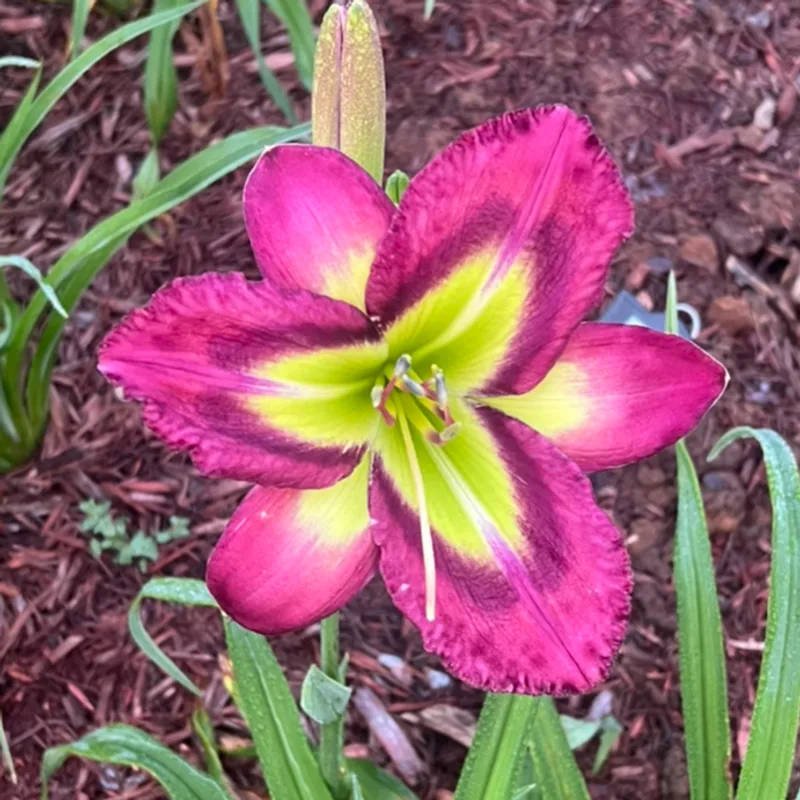 Galactic Green from Graceful Petals Daylilies
