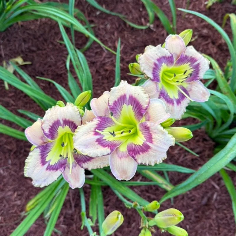 William My Angel from Graceful Petals Daylilies