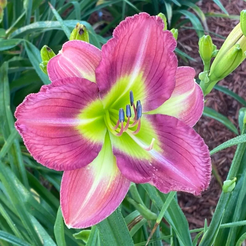 Azure Prism