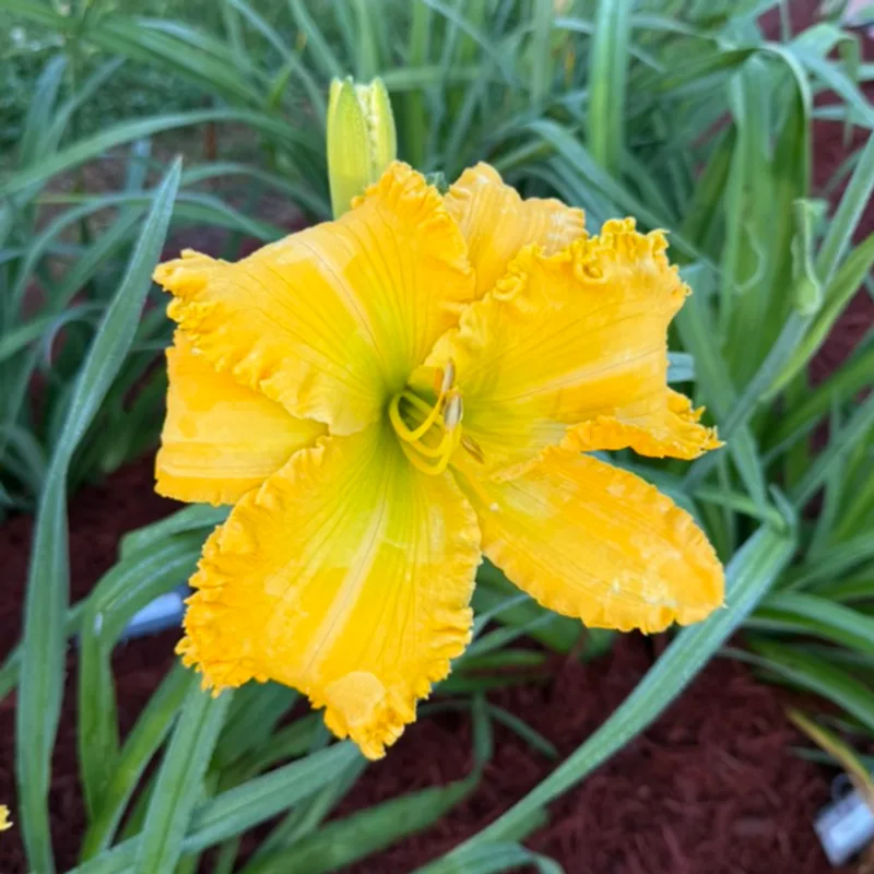 Spacecoast The Green Mile from Graceful Petals Daylilies