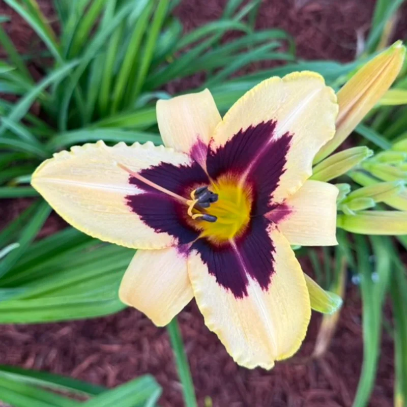 Wild Horses daylily bloom