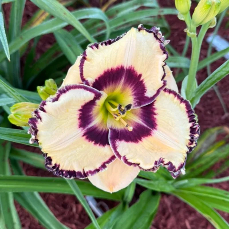 Lana's Note daylily bloom