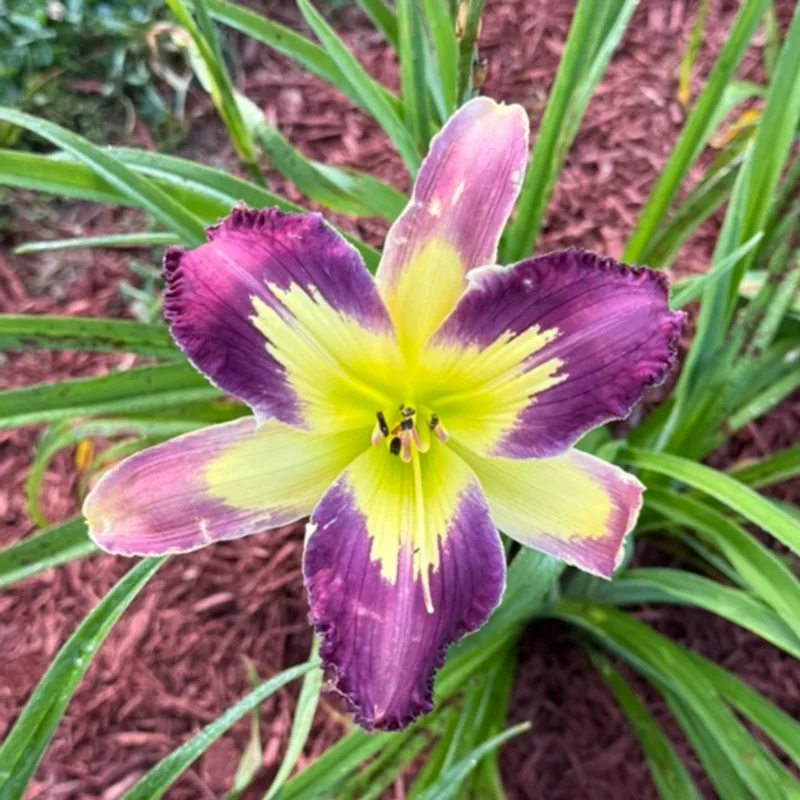 Perplexing Plum daylily bloom