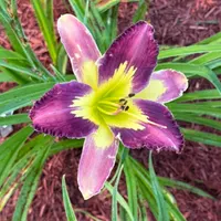 Perplexing Plum thumbnail