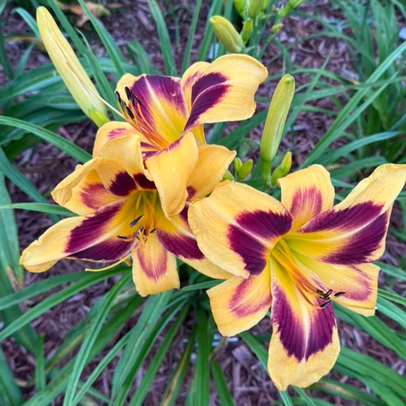 Bromance from Graceful Petals Daylilies