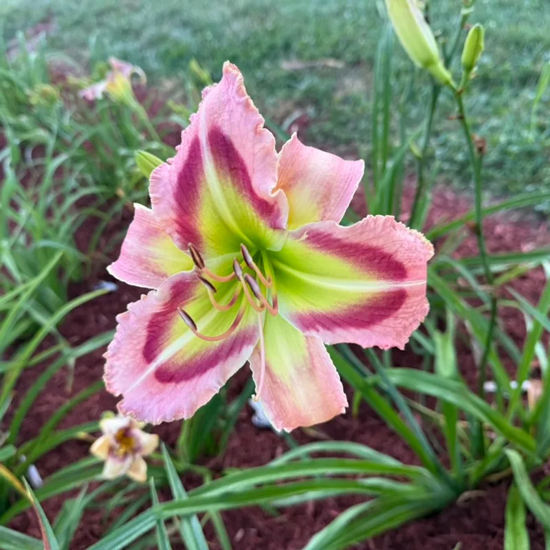 Queen of Green from Graceful Petals Daylilies