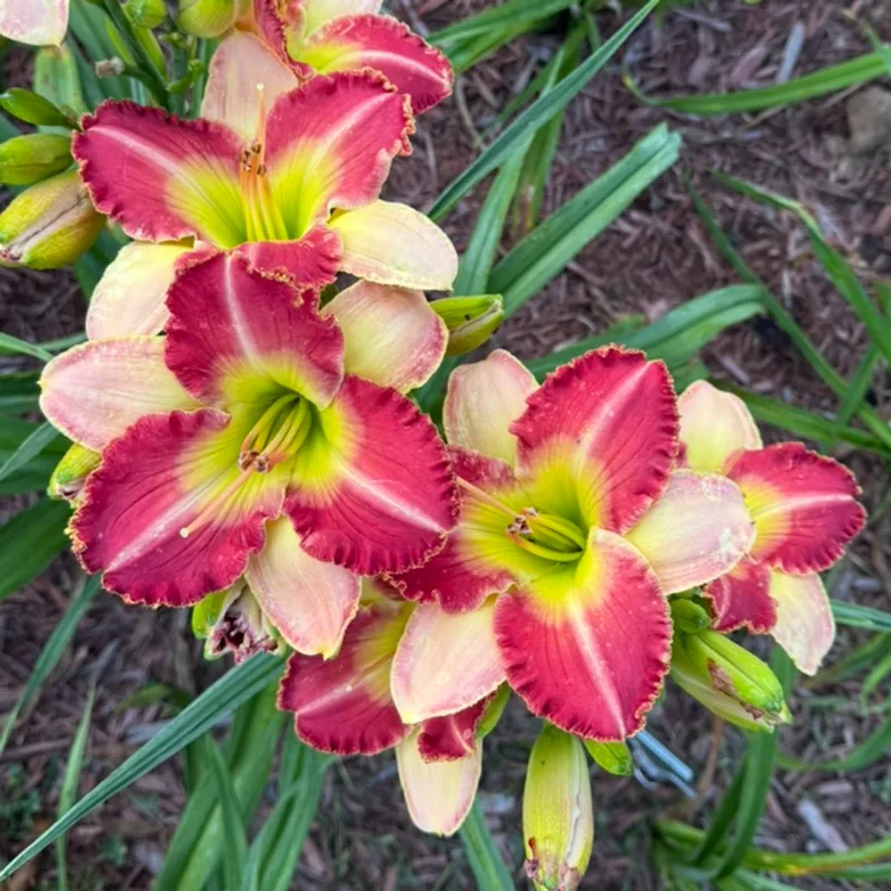 Clown Parade from Graceful Petals Daylilies