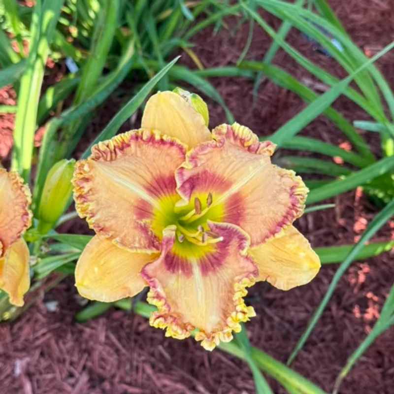 Sunrise Over Diamond Head daylily bloom