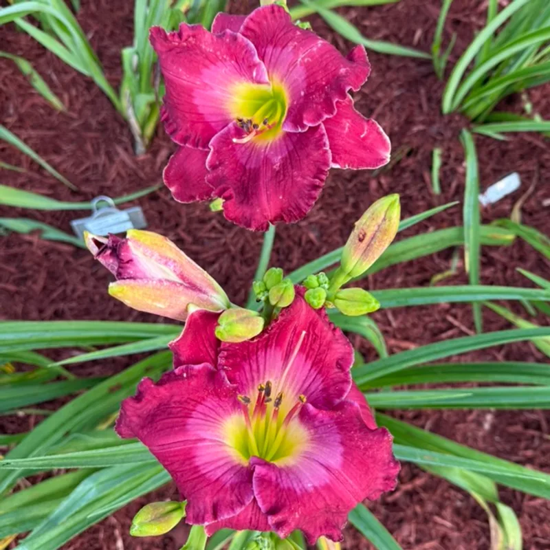 Escape to Paradise from Graceful Petals Daylilies