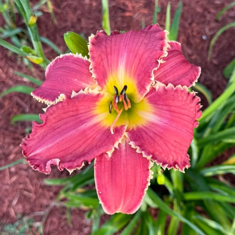 Tradition with a Twist daylily bloom