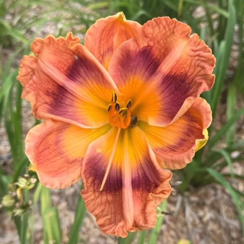 Rainbow Shadow from Graceful Petals Daylilies