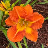 Firecracker Orange thumbnail