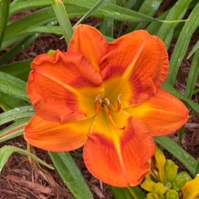 Firecracker Orange from Graceful Petals Daylilies