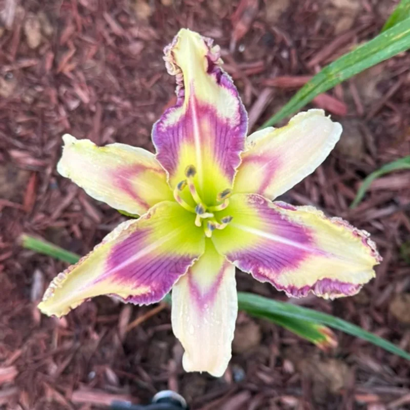 Wintery Mix from Graceful Petals Daylilies