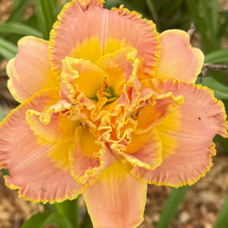 Signature Truffle from Graceful Petals Daylilies