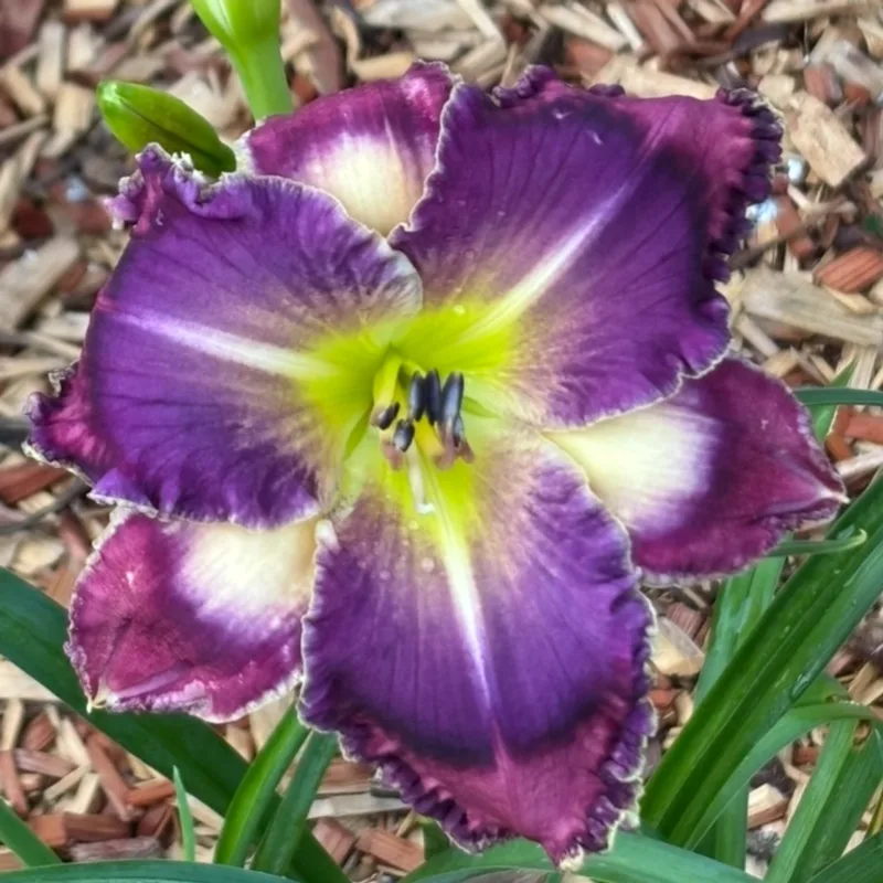 Sign of Jonah from Graceful Petals Daylilies