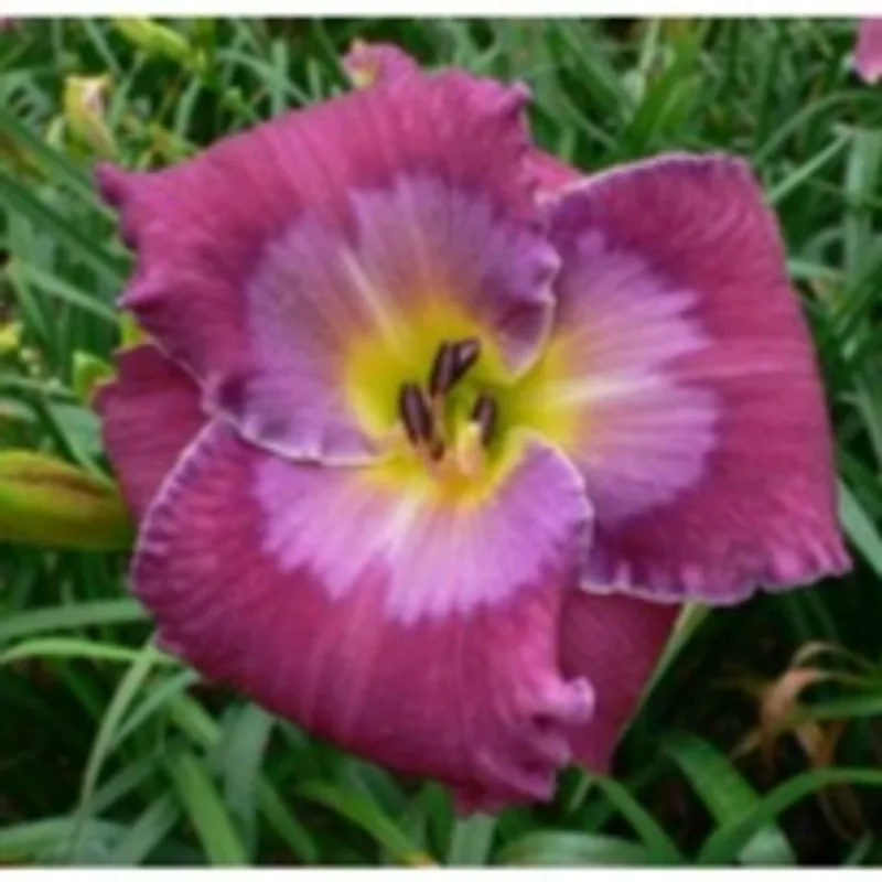 CHUCKLEBERRY FINN daylily bloom