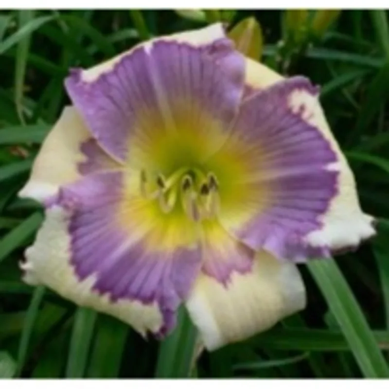 MY OWN LITTLE WORLD daylily bloom