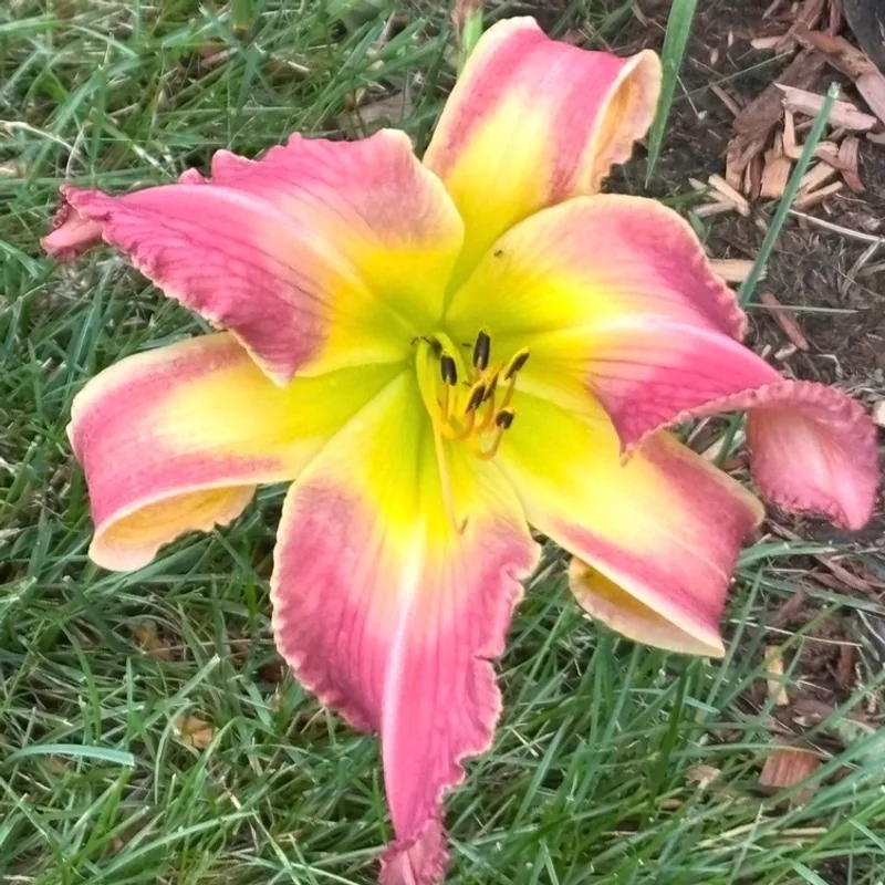 Windyhill's Mountain Spirit from Graceful Petals Daylilies