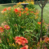 Graceful Petals Daylilies thumbnail
