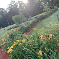 Graceful Petals Daylilies thumbnail
