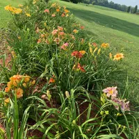 Graceful Petals Daylilies thumbnail